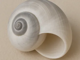 shark eye seashell