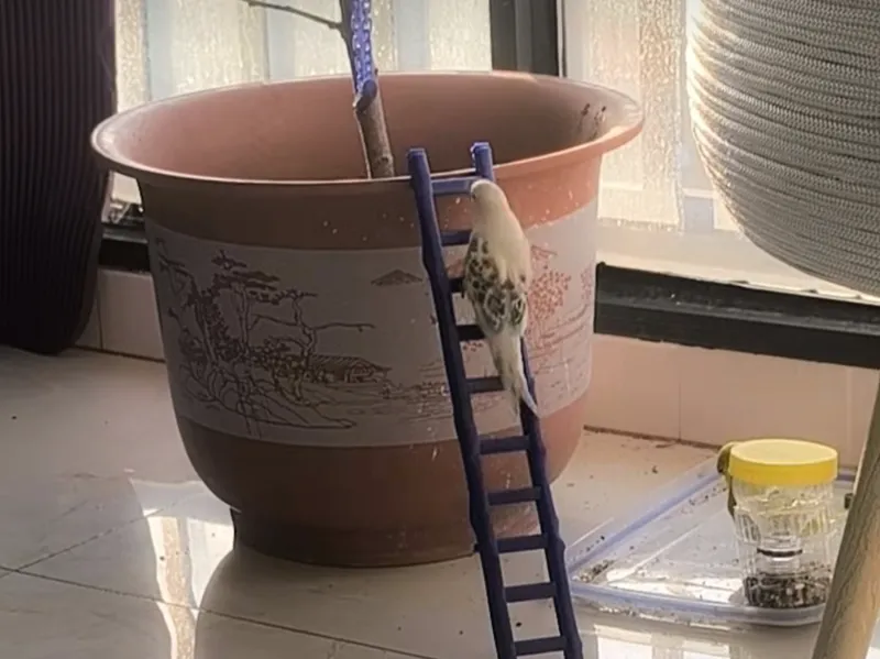 宠物梯子鹦鹉梯子
