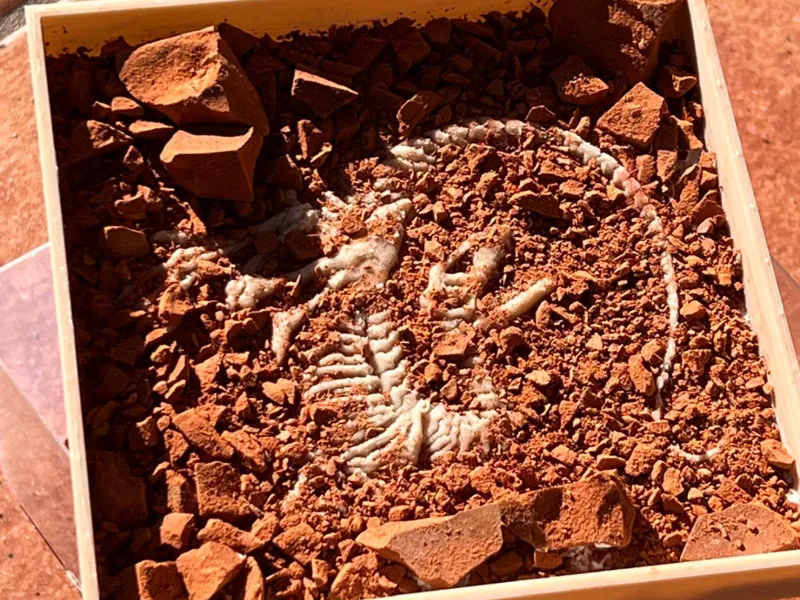 Scheletro Raptor Jurassic Park