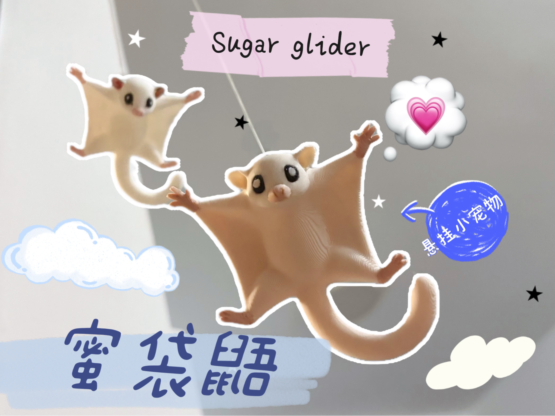 蜜袋鼯