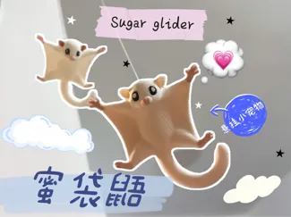 蜜袋鼯