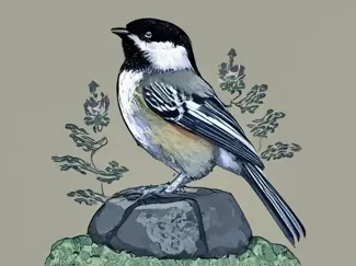 Chickadee