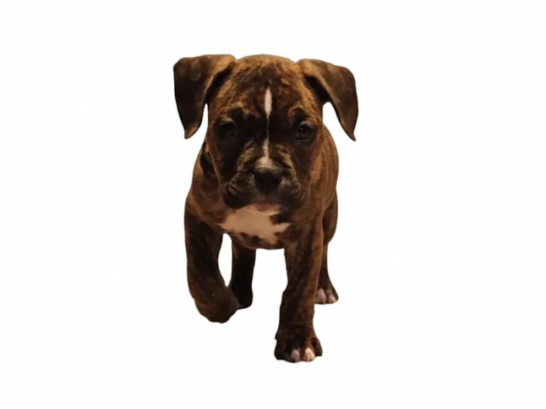 pup pocket bully
