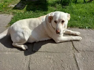 dog