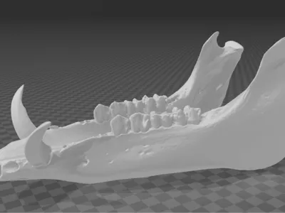 Wild Boar Mandible