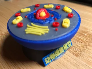 动物细胞模型