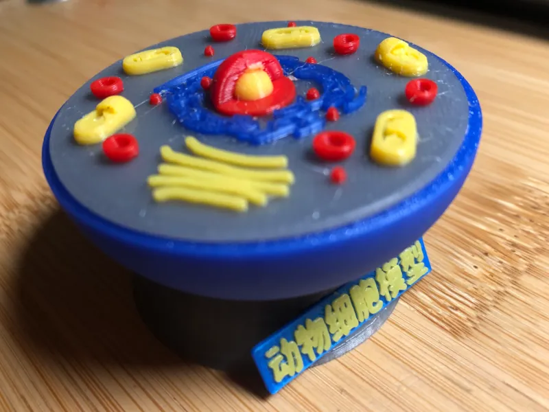 动物细胞模型