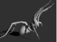 funnel web spider