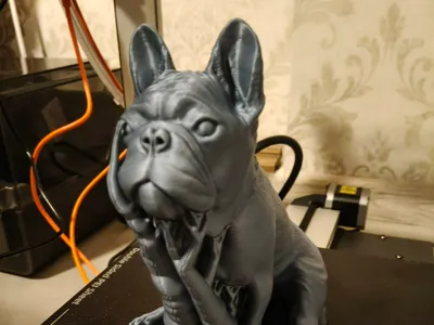 French bulldog Timon
