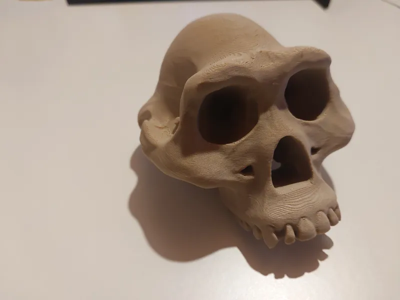 Australopithecus afarensis