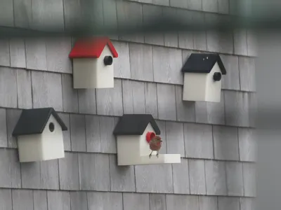 Parametric Bird House