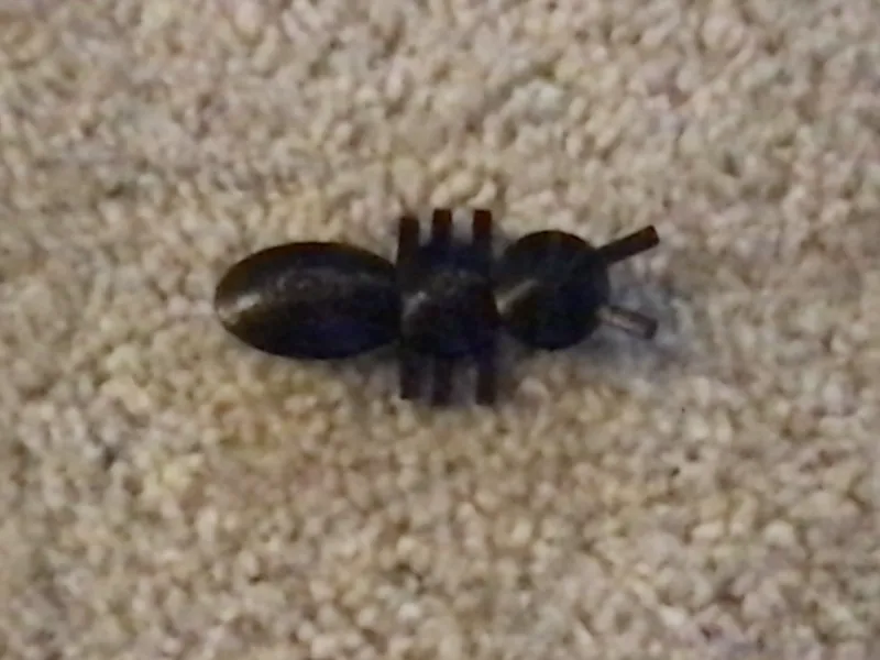 Queen Ant