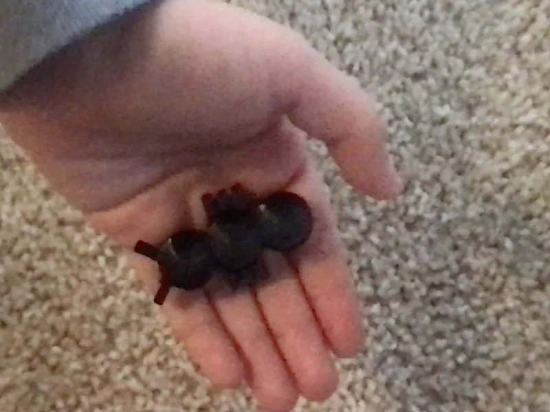 Soldier Ant