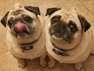Pugs