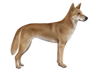 Animal Dingo