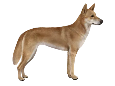 Animal Dingo