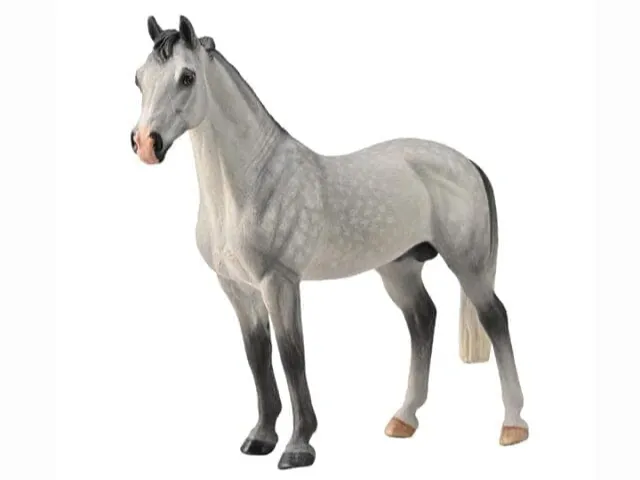 Hanoverian Stallion