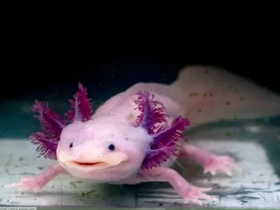 Mexican Axolotl