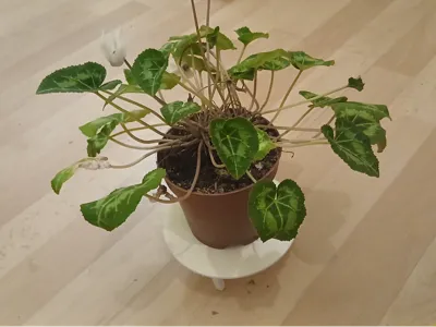 Plant Stand