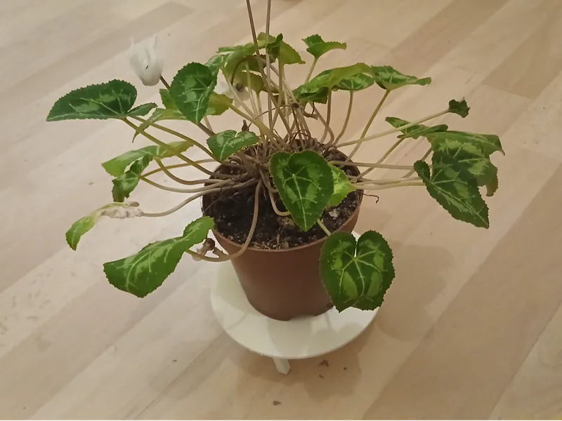 Plant Stand