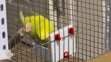 小鸟喂食盒