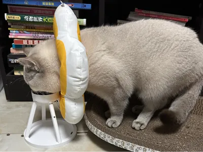 Cat Food Bowl (for use with cone)