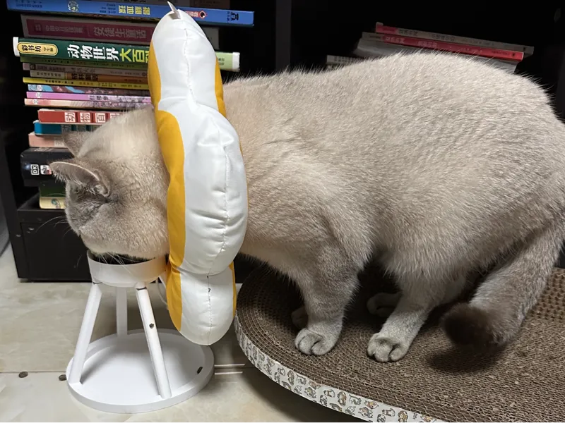 猫饭盆 （带圈专用）