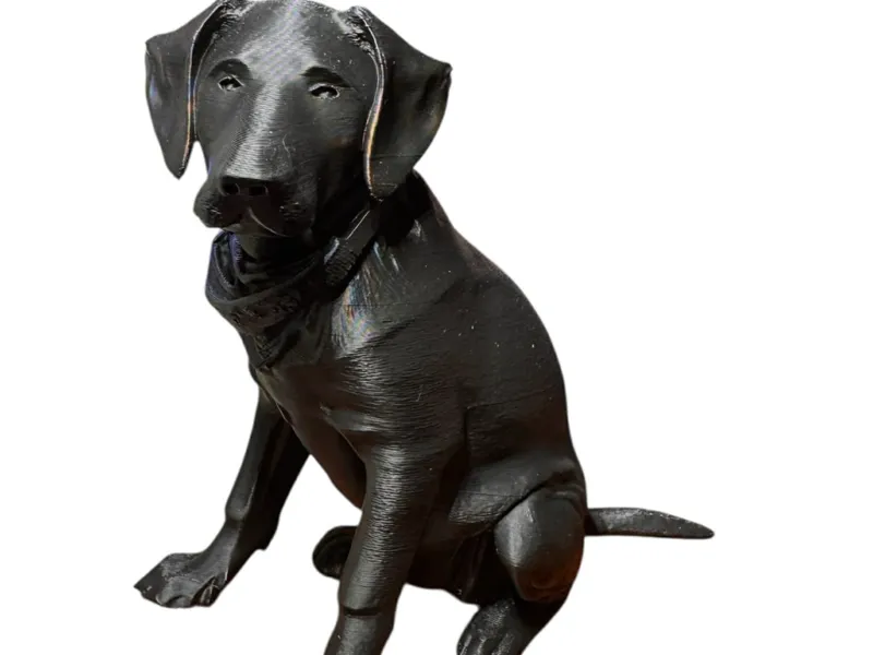 Labrador Retriever pup, Roni, sitting model 