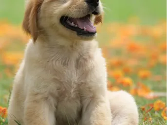 cute dog