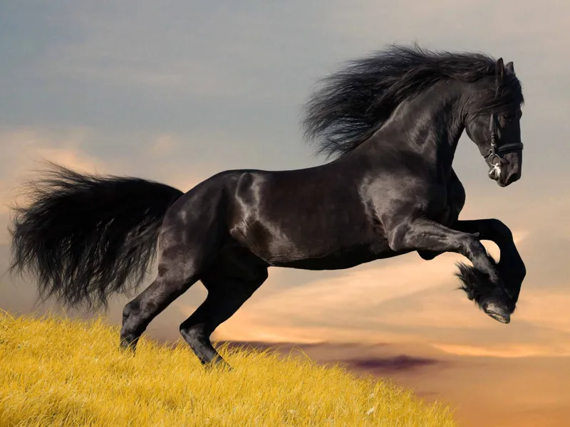 Pferd 3D Bild 