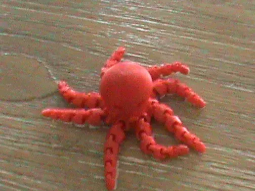 octopus