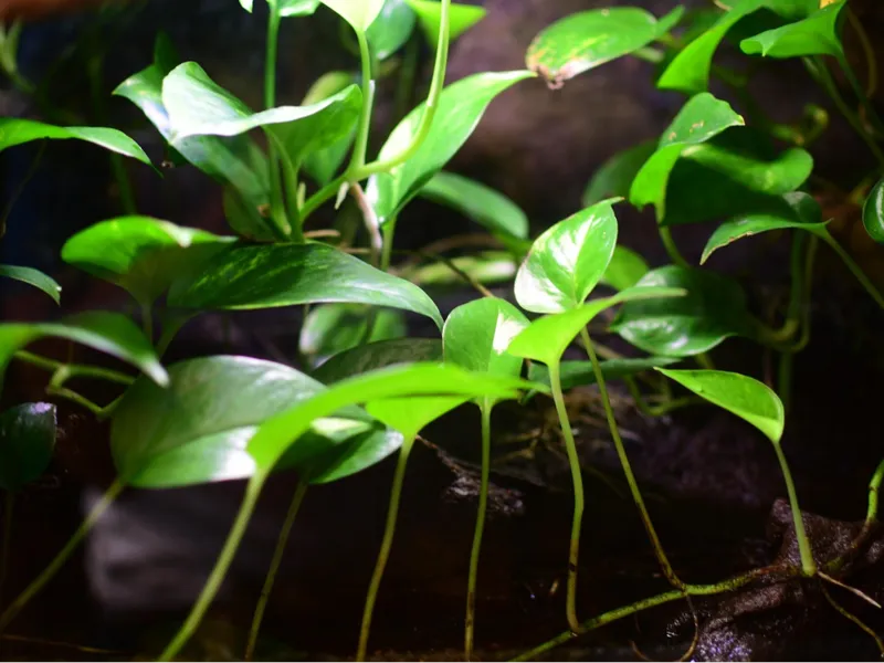 Test