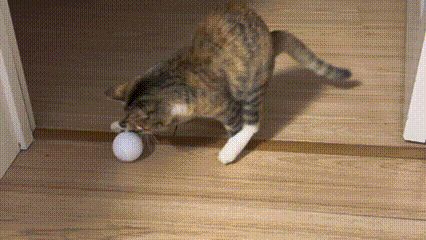 逗猫球