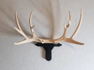 Wall-mounted reindeer antler