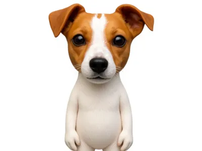 jack russel