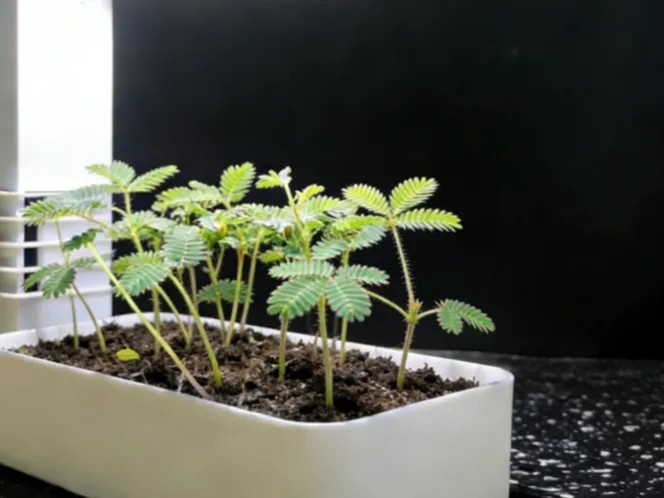 幼苗培养皿 | 内置灯带槽，助力植物生长