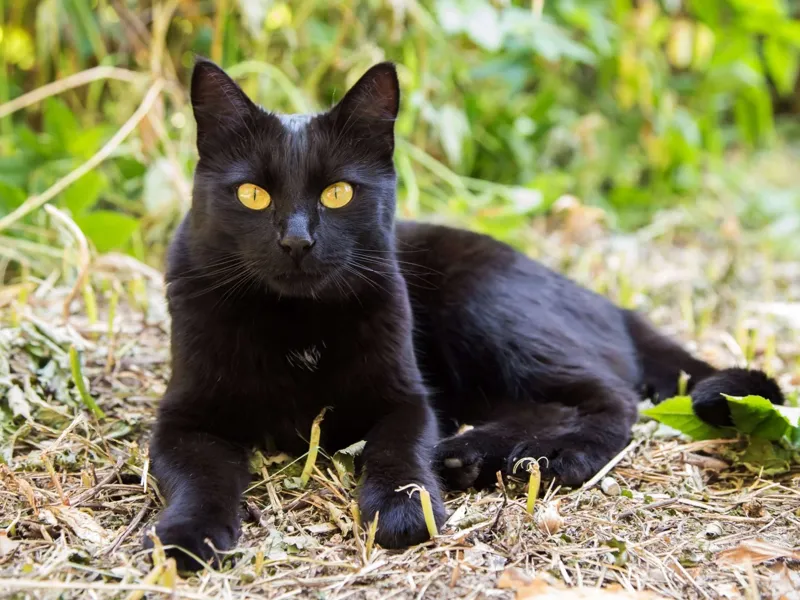 3D Bild katze