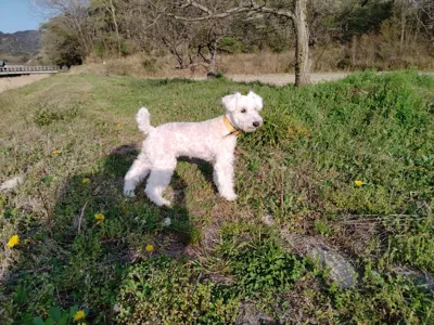 Miniature Schnauzer