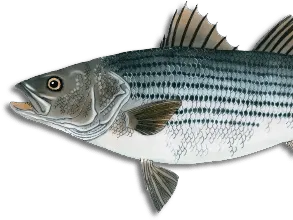 bass