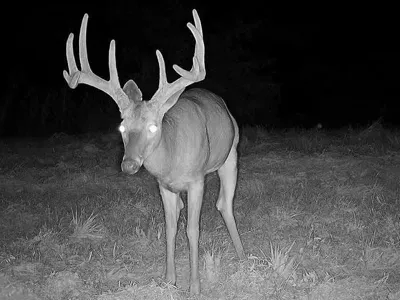 buck