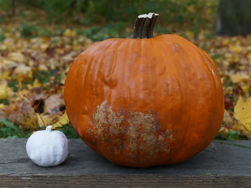 Pumpkin