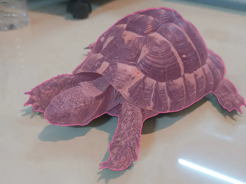 turtle