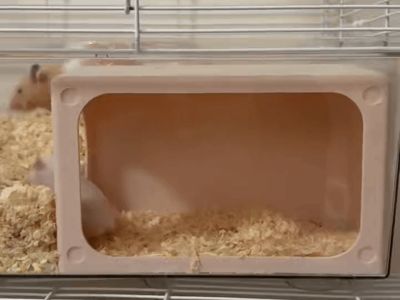 Hamster House - Observation Hideout