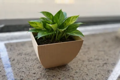 Square Planter with Curved Sides