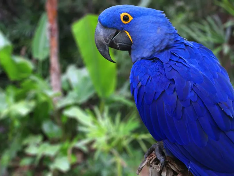 macaw