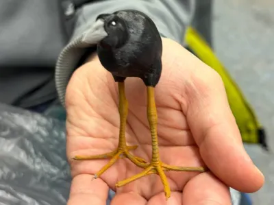 Damn bird 