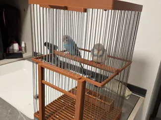 鹦鹉隆-鸟笼