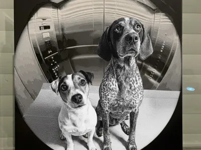 chien portraits