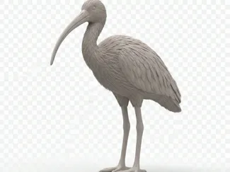 Ibis