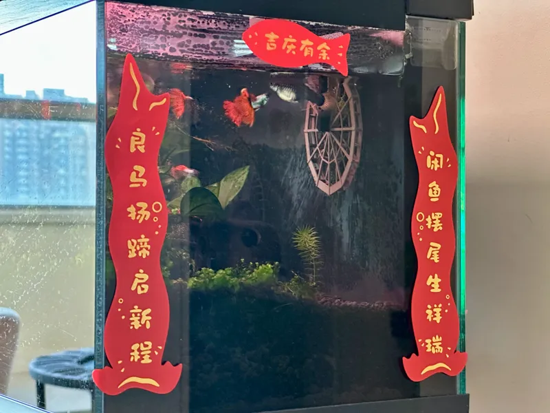 鱼缸马年对联(春联)